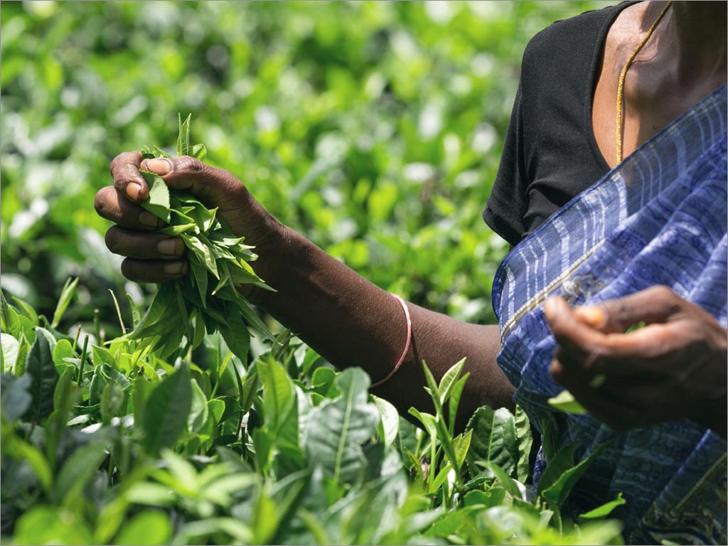 印度Social Cup茶葉盒包裝設(shè)計(jì)之采茶場景照片